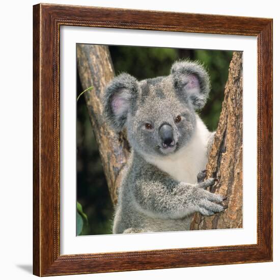 Koala Young Close-Up-null-Framed Photographic Print