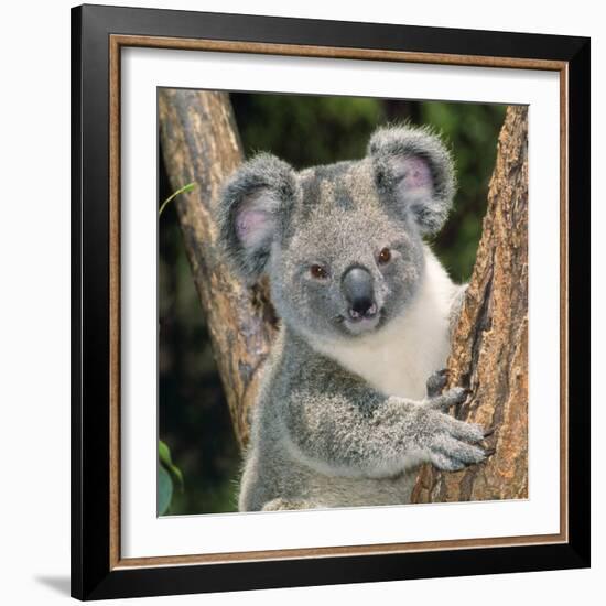 Koala Young Close-Up-null-Framed Photographic Print