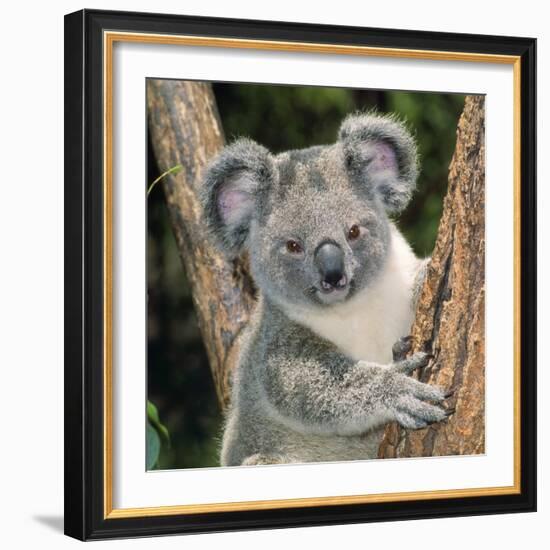 Koala Young Close-Up--Framed Photographic Print