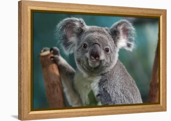 Koala-Lantern Press-Framed Stretched Canvas