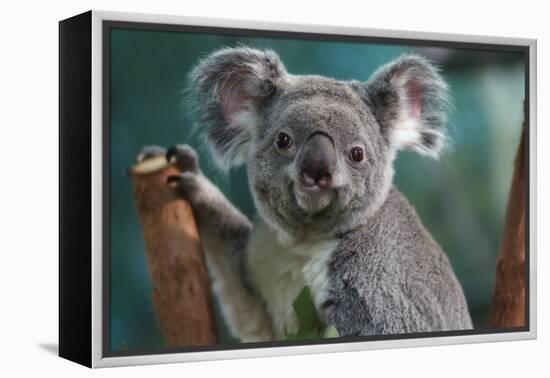 Koala-Lantern Press-Framed Stretched Canvas