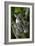 Koala-Lantern Press-Framed Premium Giclee Print