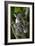 Koala-Lantern Press-Framed Premium Giclee Print