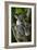 Koala-Lantern Press-Framed Art Print