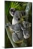 Koala-Lantern Press-Mounted Art Print