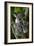 Koala-Lantern Press-Framed Art Print