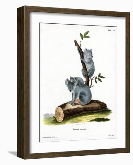 Koala-null-Framed Giclee Print