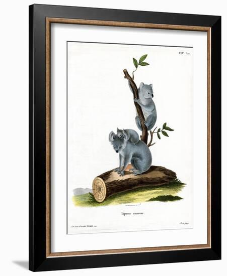 Koala-null-Framed Giclee Print