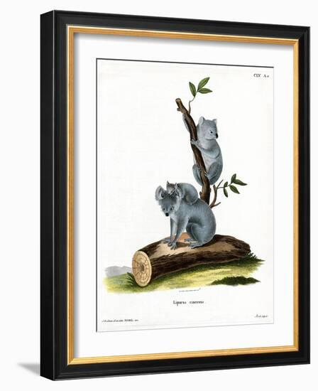 Koala-null-Framed Giclee Print