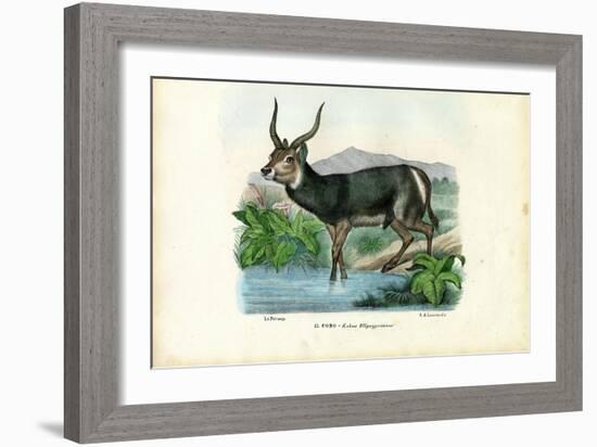 Kob, 1863-79-Raimundo Petraroja-Framed Giclee Print