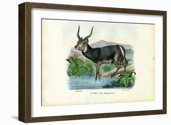 Kob, 1863-79-Raimundo Petraroja-Framed Giclee Print