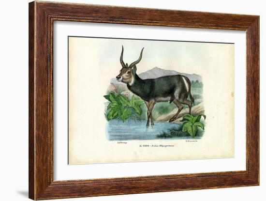 Kob, 1863-79-Raimundo Petraroja-Framed Giclee Print