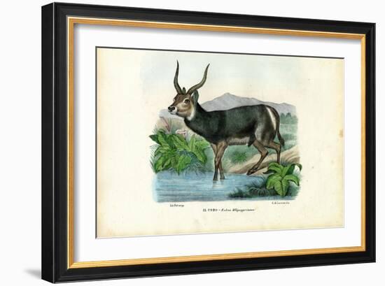 Kob, 1863-79-Raimundo Petraroja-Framed Giclee Print