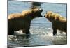 Kodiak Bear Alaska Conversation-Charles Glover-Mounted Giclee Print