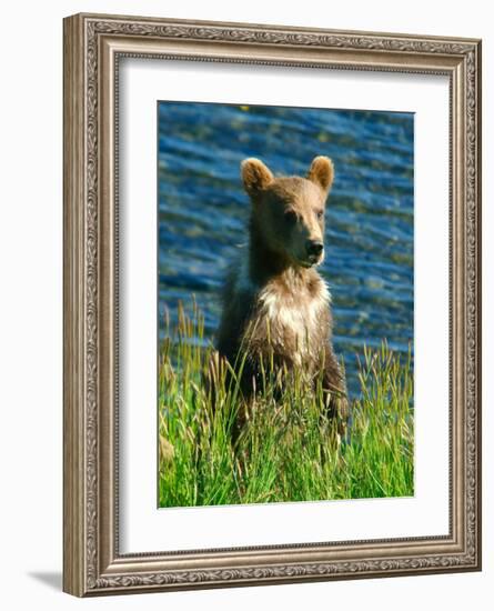 Kodiak Bear Cub-Charles Glover-Framed Giclee Print