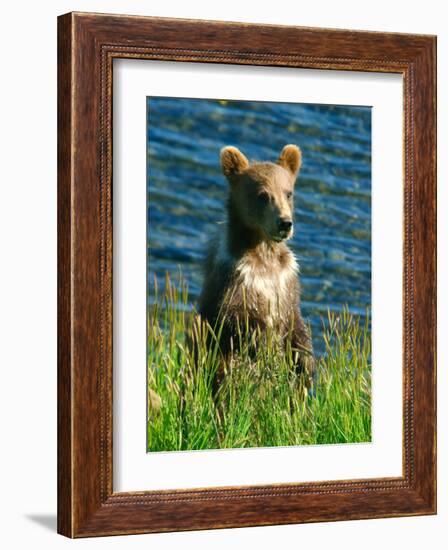 Kodiak Bear Cub-Charles Glover-Framed Giclee Print