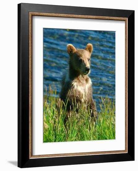 Kodiak Bear Cub-Charles Glover-Framed Giclee Print