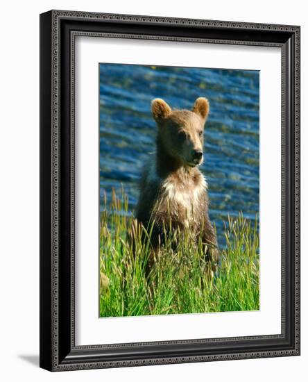 Kodiak Bear Cub-Charles Glover-Framed Giclee Print