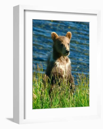 Kodiak Bear Cub-Charles Glover-Framed Giclee Print