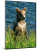 Kodiak Bear Cub-Charles Glover-Mounted Giclee Print