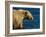 Kodiak Bear Lick-Charles Glover-Framed Giclee Print