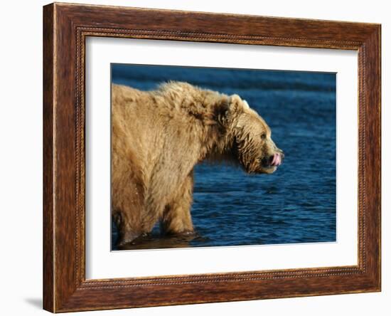 Kodiak Bear Lick-Charles Glover-Framed Giclee Print