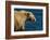 Kodiak Bear Lick-Charles Glover-Framed Giclee Print