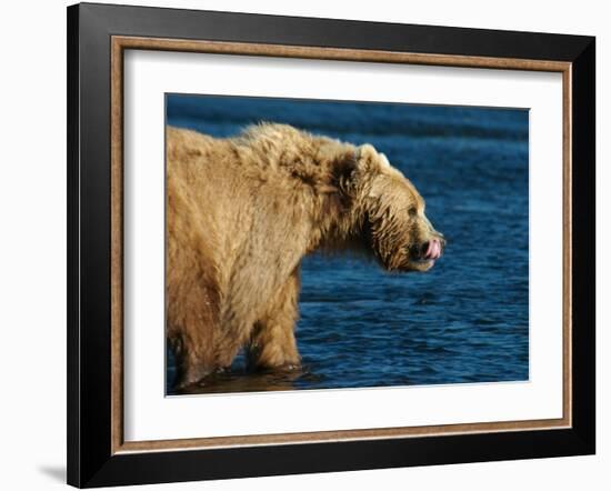 Kodiak Bear Lick-Charles Glover-Framed Giclee Print