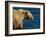 Kodiak Bear Lick-Charles Glover-Framed Giclee Print