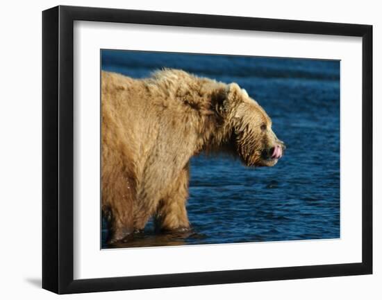 Kodiak Bear Lick-Charles Glover-Framed Giclee Print