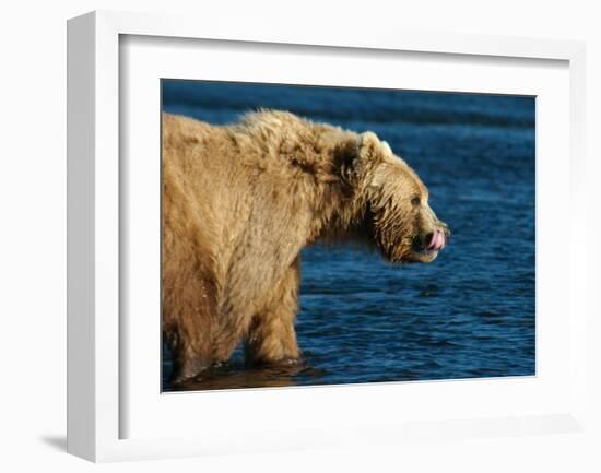 Kodiak Bear Lick-Charles Glover-Framed Giclee Print