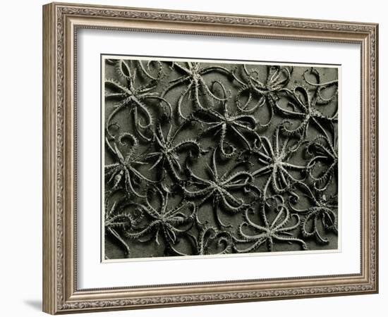 Koelpinia Linearis. 1929 (Photogravure)-Karl Blossfeldt-Framed Giclee Print