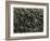 Koelpinia Linearis. 1929 (Photogravure)-Karl Blossfeldt-Framed Giclee Print