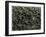 Koelpinia Linearis. 1929 (Photogravure)-Karl Blossfeldt-Framed Giclee Print