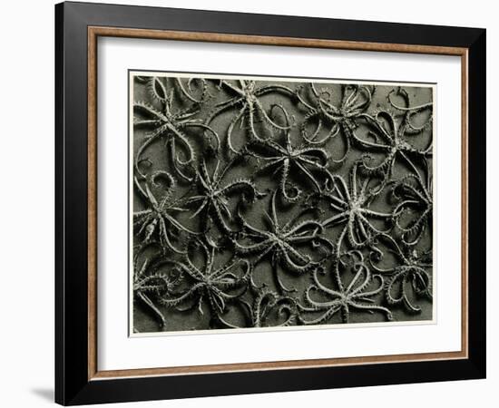 Koelpinia Linearis. 1929 (Photogravure)-Karl Blossfeldt-Framed Giclee Print