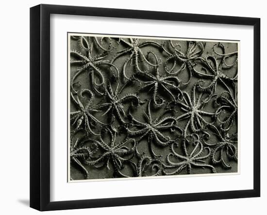 Koelpinia Linearis. 1929 (Photogravure)-Karl Blossfeldt-Framed Giclee Print