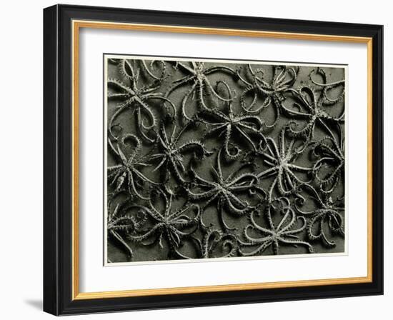 Koelpinia Linearis. 1929 (Photogravure)-Karl Blossfeldt-Framed Giclee Print