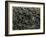 Koelpinia Linearis. 1929 (Photogravure)-Karl Blossfeldt-Framed Giclee Print