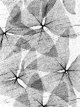 False Shamrock Leaves, X-ray-Koetsier Albert-Photographic Print