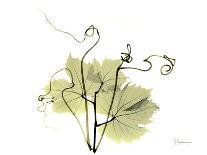 Grape Leaves and Tendrils, X-ray-Koetsier Albert-Photographic Print