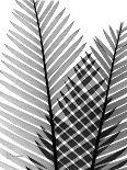 Plant Fronds, X-ray-Koetsier Albert-Photographic Print