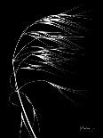 Wild Grass Seed Heads, X-ray-Koetsier Albert-Photographic Print