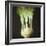 Kohl Rabi, 2012-Lincoln Seligman-Framed Giclee Print