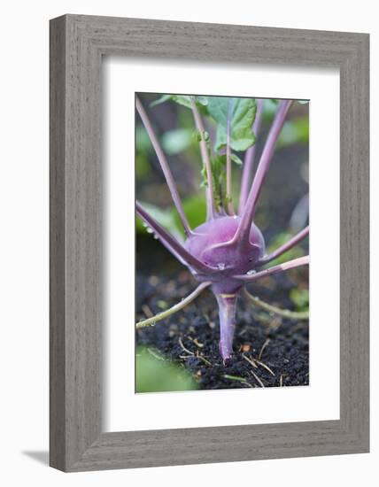 Kohlrabi, Brassica oleracea var. gongylodes, grow, garden, soil, autumn-David & Micha Sheldon-Framed Photographic Print