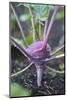 Kohlrabi, Brassica oleracea var. gongylodes, grow, garden, soil, autumn-David & Micha Sheldon-Mounted Photographic Print