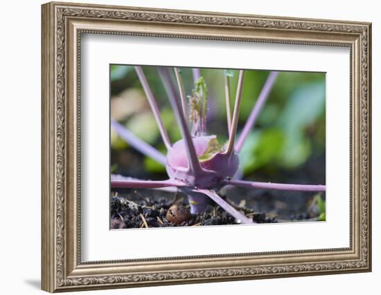 Kohlrabi, Brassica oleracea var. gongylodes, grow, garden, soil, autumn-David & Micha Sheldon-Framed Photographic Print