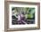 Kohlrabi, Brassica oleracea var. gongylodes, grow, garden, soil, autumn-David & Micha Sheldon-Framed Photographic Print