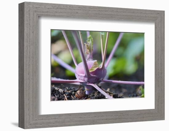 Kohlrabi, Brassica oleracea var. gongylodes, grow, garden, soil, autumn-David & Micha Sheldon-Framed Photographic Print