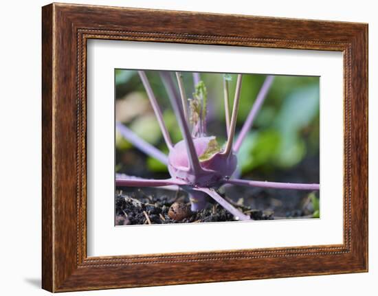 Kohlrabi, Brassica oleracea var. gongylodes, grow, garden, soil, autumn-David & Micha Sheldon-Framed Photographic Print