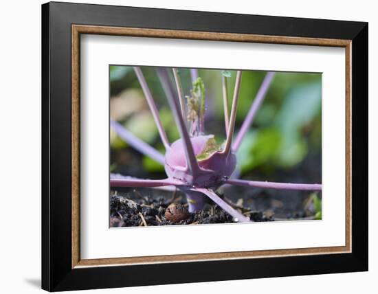 Kohlrabi, Brassica oleracea var. gongylodes, grow, garden, soil, autumn-David & Micha Sheldon-Framed Photographic Print